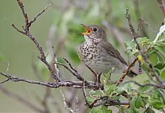 Gray-cheeked Thrush